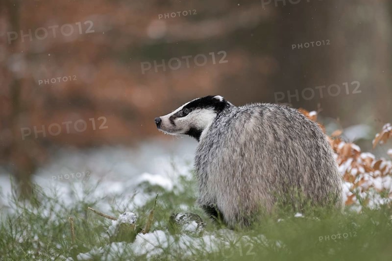 Badger in the snow, Wittlich, Rhineland-Palatinate, Germany, Europe