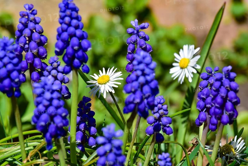 Grape hyacinths (Muscari) and daisies (Bellis perennis) in a garden near Augsburg, Bavaria, Germany, Europe