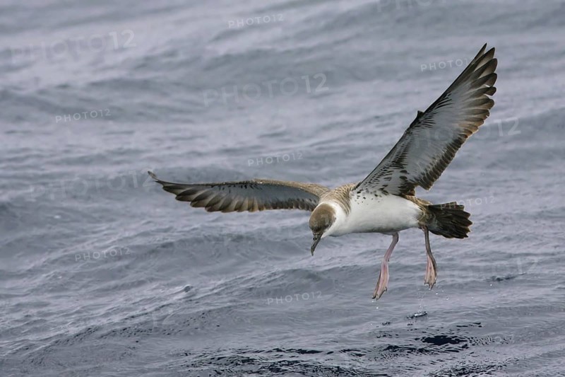 Great Shearwater (Ardenna gravis), South Australia, Australia, Oceania