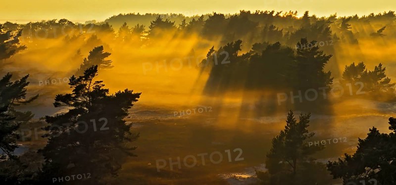 Pine forest and sand dunes covered in morning mist at Darsser Ort, Mecklenburg-Western Pomerania, Germany, Europe