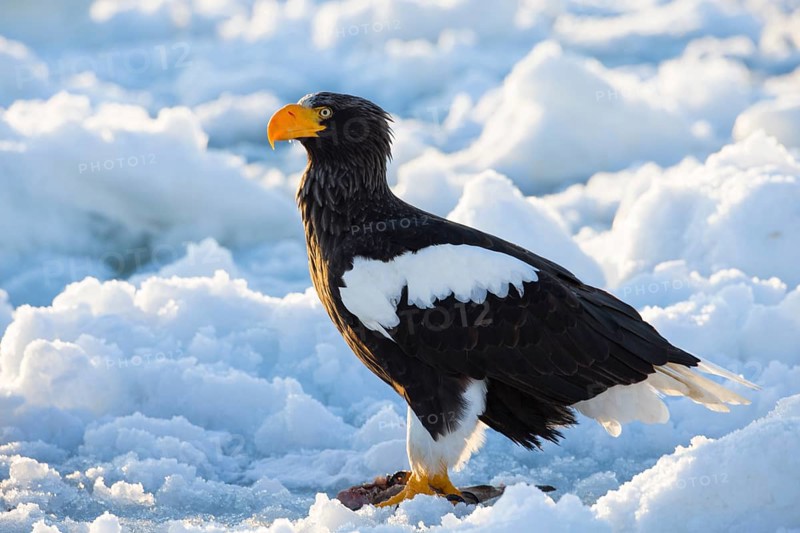 Steller's Sea Eagle (Haliaeetus pelagicus) on snow, Hokkaido, Japan, Asia