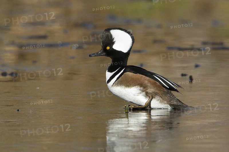 Hooded Merganser (Lophodytes cucullatus) male, British Columbia, Canada, North America
