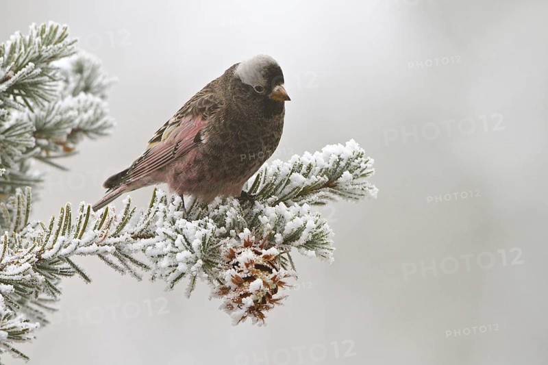 Black Rosy Finch (Leucosticte atrata), New Mexico, USA, North America