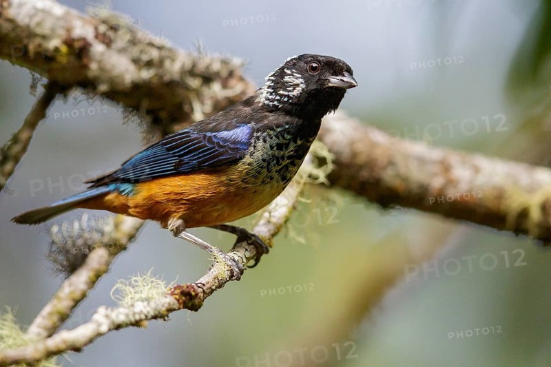 Spangled-cheeked Tanager (Tangara dowii) perched on a branch in Costa Rica