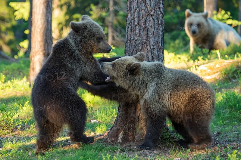 Eurasian Brown Bear (Ursus arctos) two cubs play fighting in forest, Finland, Europe