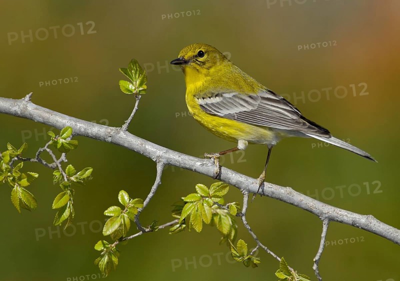 Pine Warbler (Setophaga pinus), Texas, USA, North America