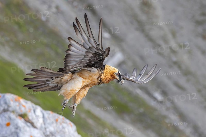 Bearded Vulture (Gypaetus barbatus) flying, Italy, Europe