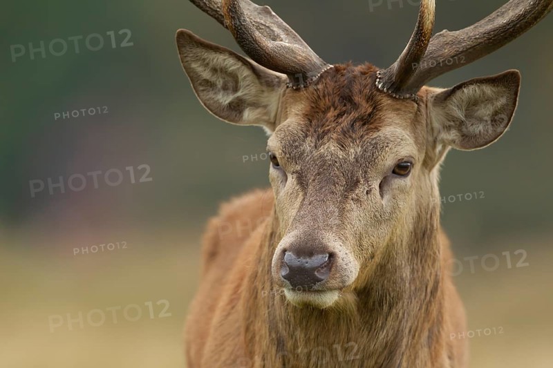 Red deer (Cervus elaphus) adult male stag animal portrait, Surrey, England, United Kingdom, Europe