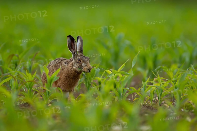 European brown hare (Lepus europaeus) adult animal feeding in a farmland maize crop, Norfolk, England, United Kingdom, Europe