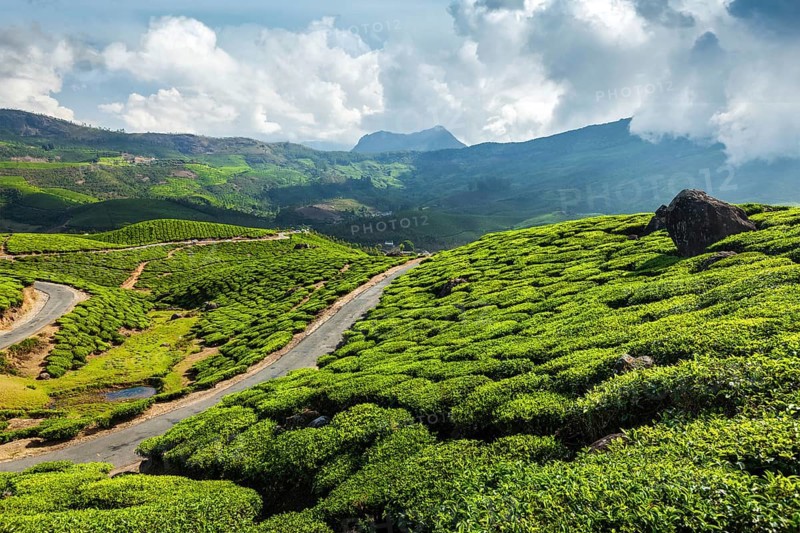 Kerala India travel background, road in green tea plantations in mountains in Munnar, Kerala, India, Asia