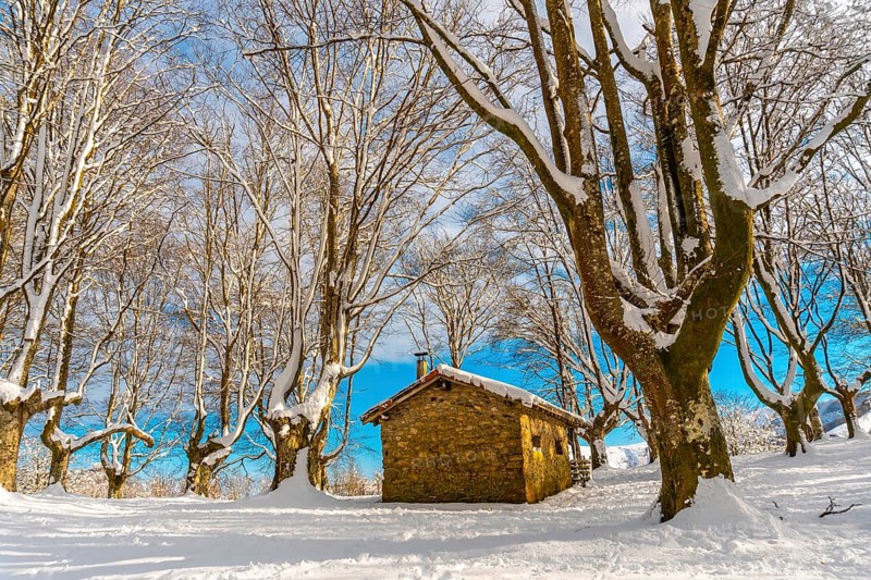 Beautiful refuge among giant trees in the Oianleku natural park in the town of Oiartzun next to Peñas de Aya, Gipuzkoa. Basque Country