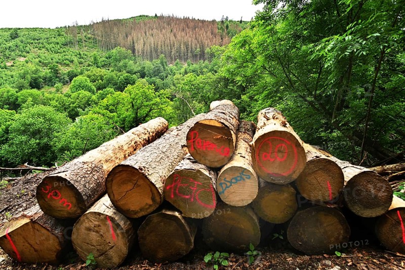 Forest damage in the Sauerland region has caused about 40 % of the spruce stand, especially in monocultures. The picture shows forest damage in May 2020, Germany, Europe