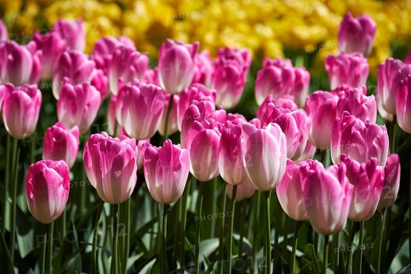 Blooming tulips flowerbed in Keukenhof flower garden, also known as the Garden of Europe, one of the world largest flower gardens and popular tourist attraction. Lisse, the Netherlands