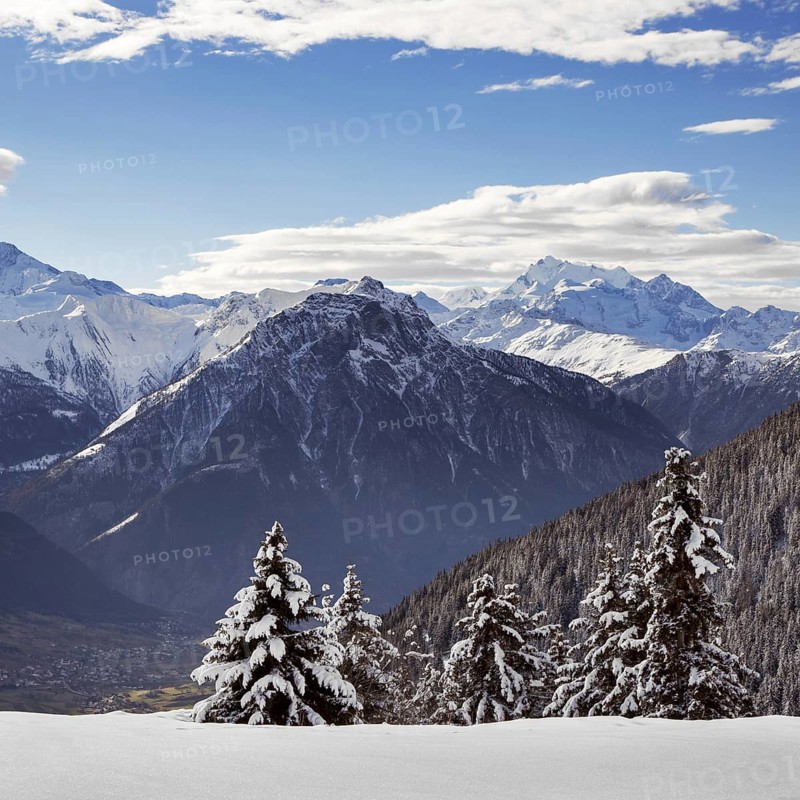 Snow covered spruce trees and Alpine mountains in winter in the Swiss Alps at Wallis, Valais, Switzerland, Europe