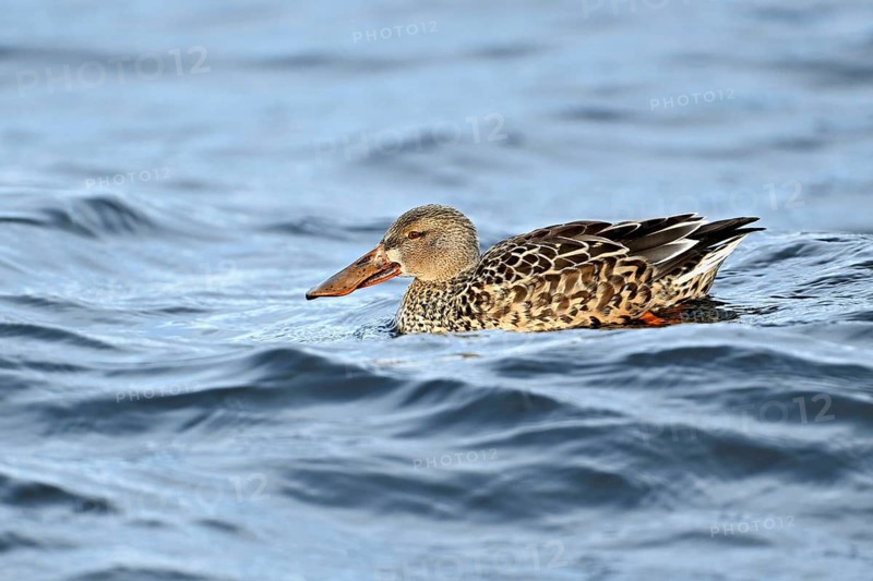 Northern shoveler (Spatula clypeata) (Syn.: Anas clypeata), female swimming on Lake Zug, Switzerland, Europe
