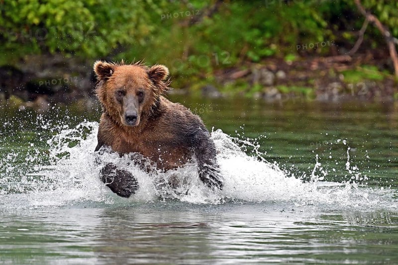 Brown bear (Ursus arctos) hunting for salmon in the water, Lake Clark National Park, Alaska