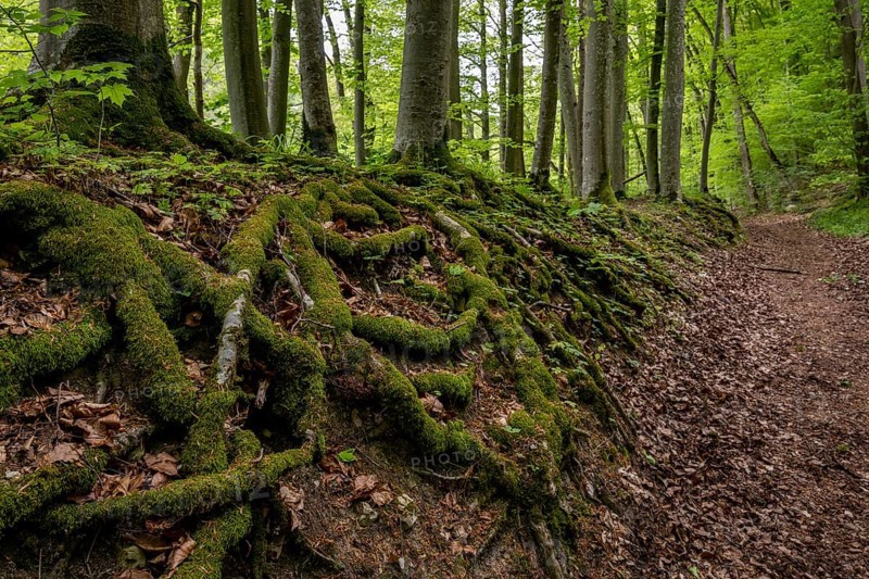 Tree roots, forest path, Wiesensteig, Swabian Alb, Baden-Württemberg, Germany, Europe
