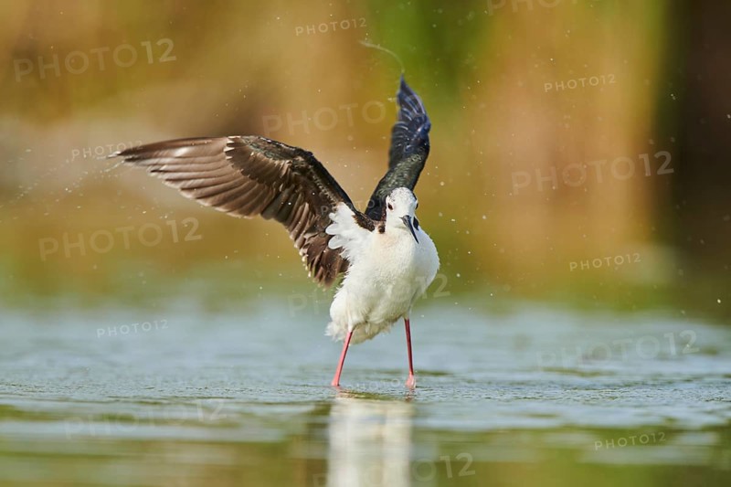 Black-winged stilt (Himantopus himantopus) standing in the water cleaning ists feathers, Camargue, France, Europe