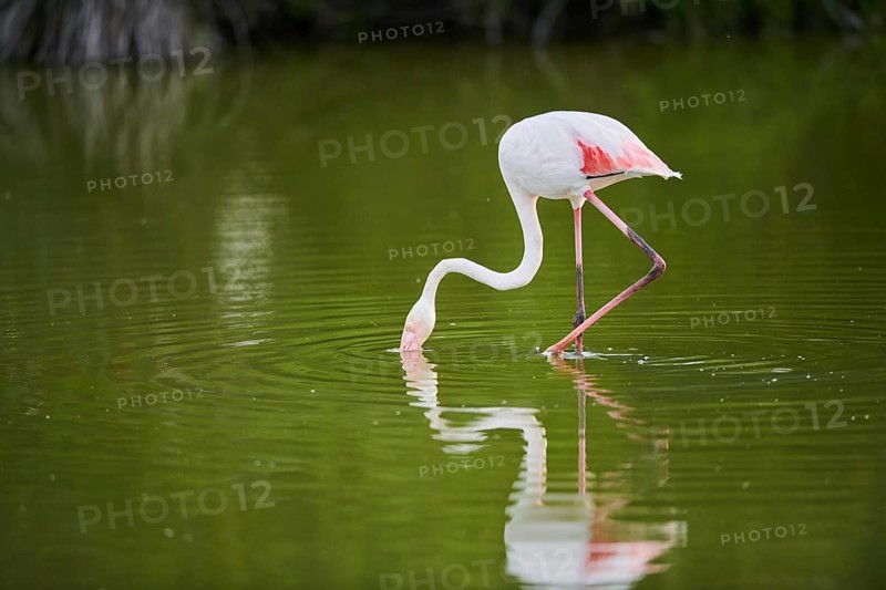 Greater Flamingo (Phoenicopterus roseus) walking in the water, Parc Naturel Regional de Camargue, France, Europe