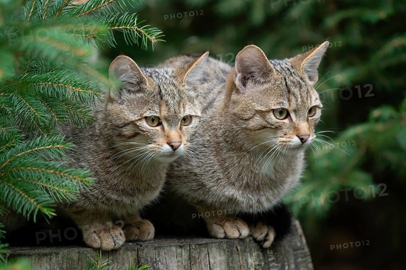 European wildcats (Felis silvestris), kittens sitting on a tree stump and looking attentively, captive, Germany, Europe