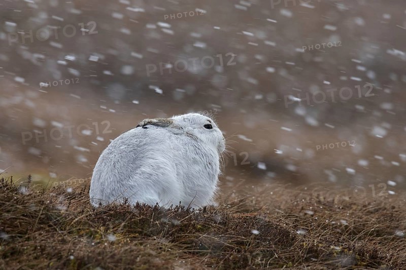 Mountain hare (Lepus timidus), Alpine hare, snow hare in white winter pelage resting in moorland, heathland during snowfall in spring