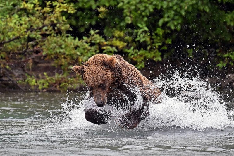 Brown bear (Ursus arctos) hunting for salmon in the water, Lake Clark National Park, Alaska