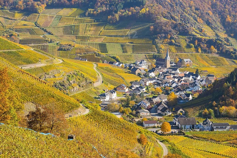 Vineyards in autumn, Mayschoß with parish church, red wine growing region Ahrtal, red wine of the Pinot Noir and Portugieser grape is grown here, Eifel, Rhineland-Palatinate, Germany, Europe