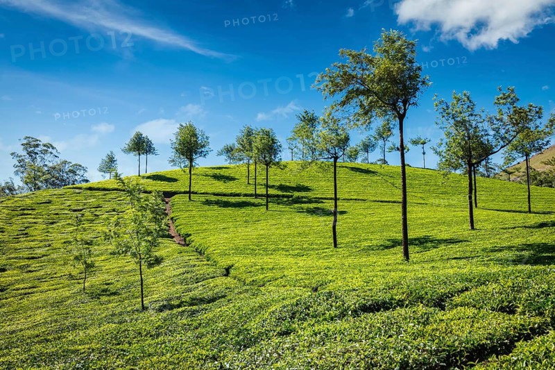 Indian Green Tea plantations in Munnar, Kerala, India, Asia