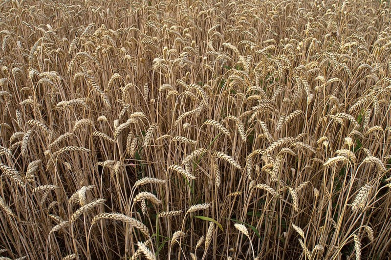 Common wheat (Triticum aestivum), Bavaria, Germany, Europe
