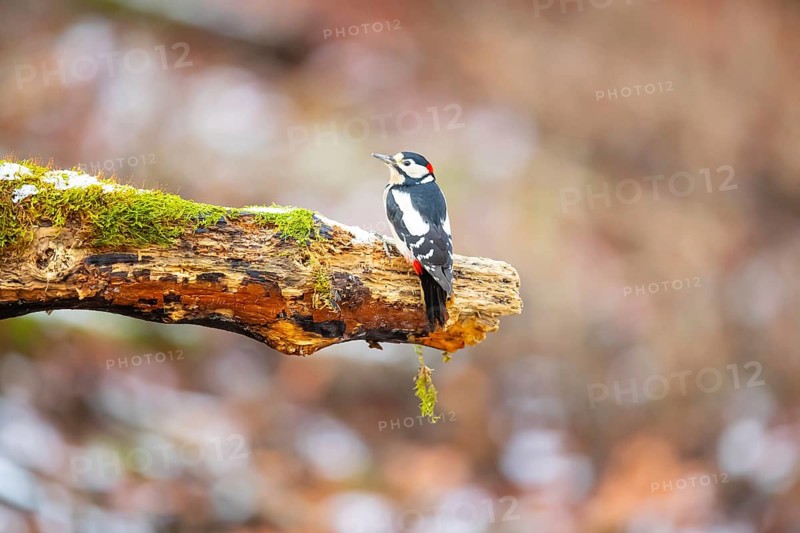 Great spotted woodpecker (Dendrocopus major) male in the snow, Germany, Europe
