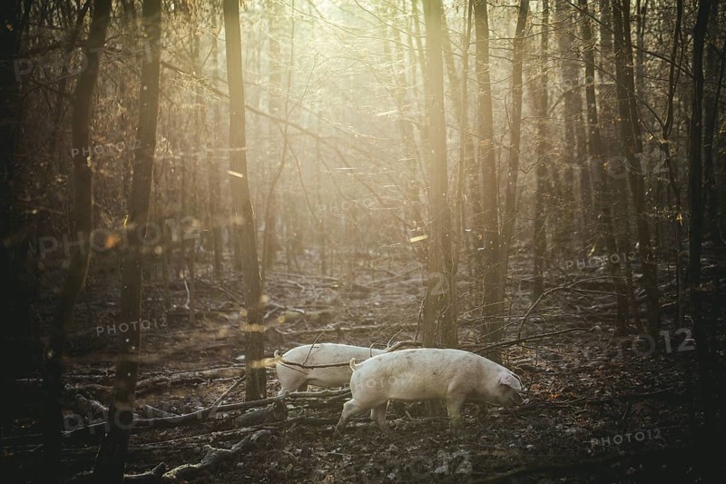 Swabian-Hall pigs in an oak forest, Iphofen, Lower Franconia, Franconia, Bavaria, Germany, Europe