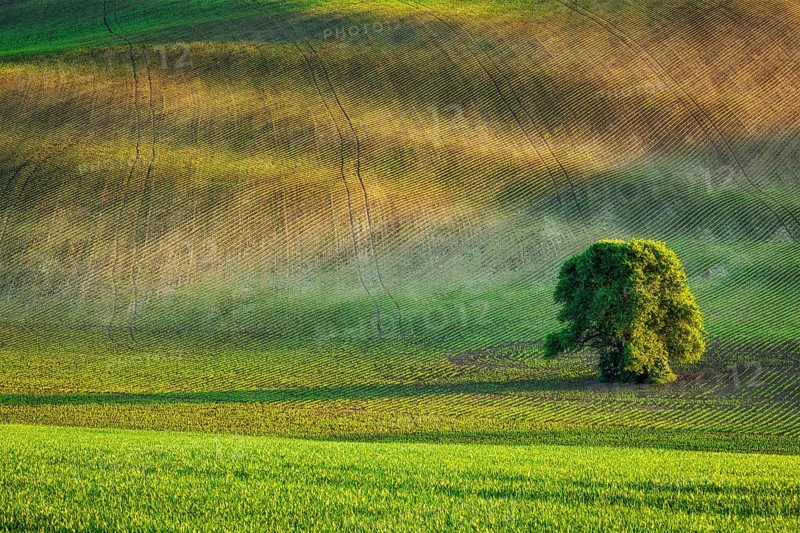 Lonely tree in rolling fields landscape of Moravia, Czech Republic, Europe