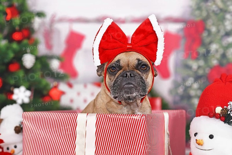 French Bulldog dog in Christmas gift box between many boxes next to Christmas tree