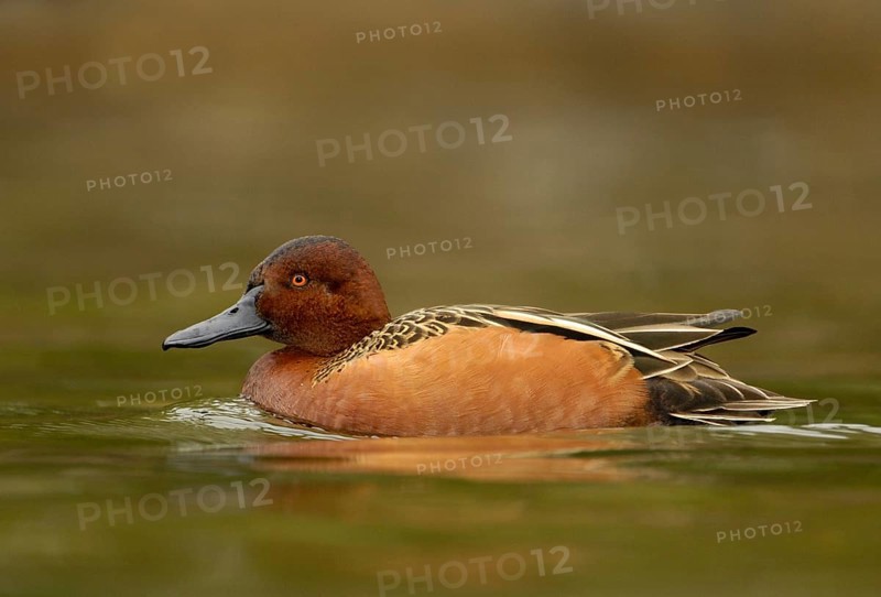 Cinnamon Teal (Spatula cyanoptera) male, Texas, USA, North America