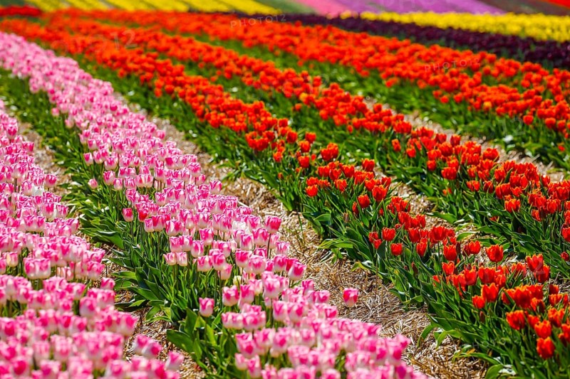 Tulips blooming in a tulip field, Grevenbroich, North Rhine-Westphalia, Germany, Europe