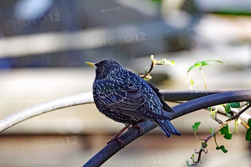 A starling sits on a branch in the sunlight, surrounded by green leaves, Braunschweig, Lower Saxony, Germany, Europe