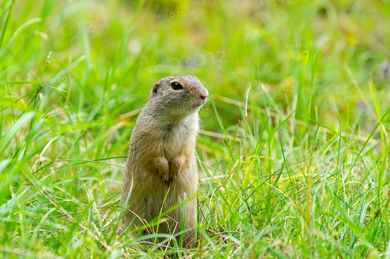 European ground squirrel (Spermophilus citellus) on a meadwo, Bavaria, Germany, Europe