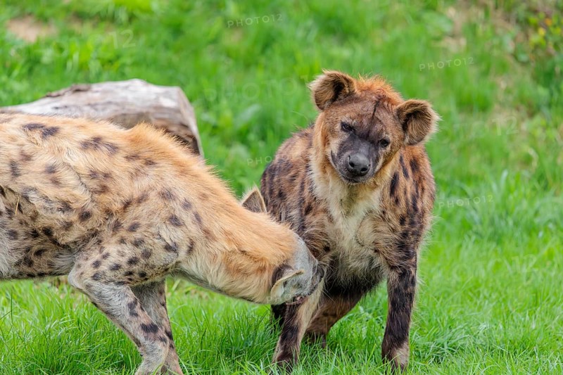 Two adult spotted hyenas (Crocuta crocuta), one male and one female, display courtship behavior