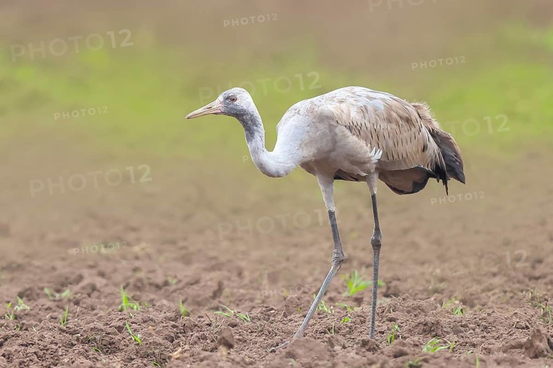 Common crane, Common crane (Grus grus) young bird standing on a field in spring, wildlife, birds, animals, Rehdener Geestmoor, Dümmer nature park Park, Lower Saxony, Germany, Europe