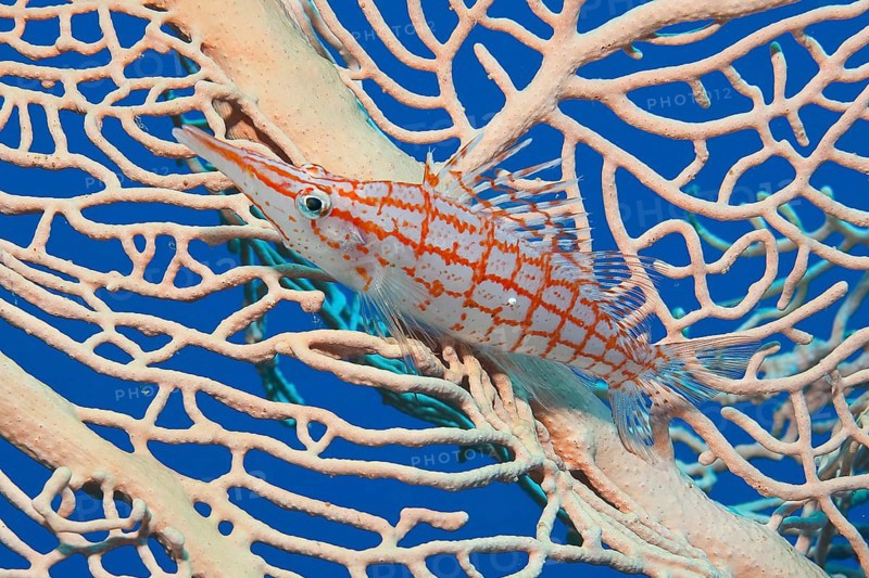 Underwater photo Close-up of longnose hawkfish (Oxycirrhites typus) sitting in fan coral (Annella mollis) horn coral gorgonian, Pacific Ocean, Yap Island, Yap State, Caroline Islands, Federated States of Micronesia FSM, Australia, Oceania
