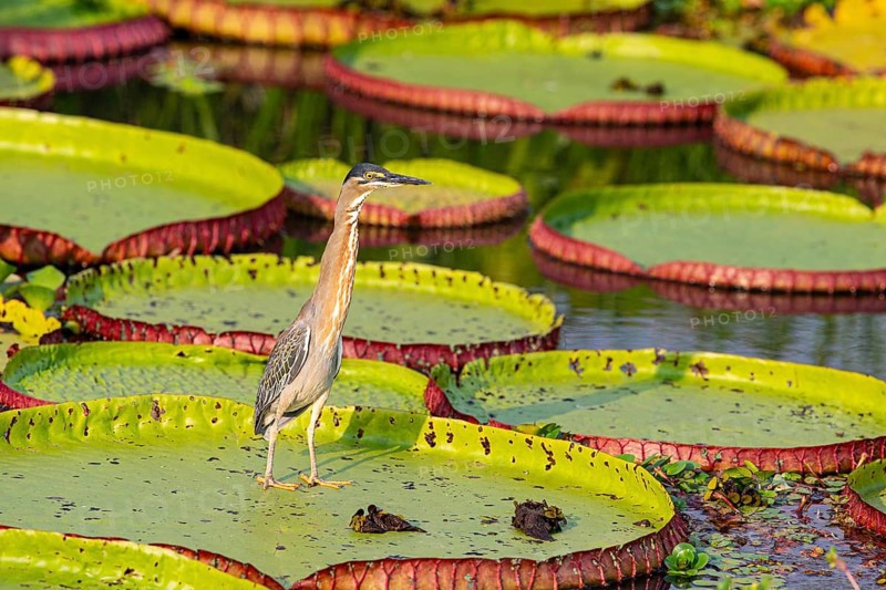 Mongrove Heron (Butorides striatus) Pantanal Brazil