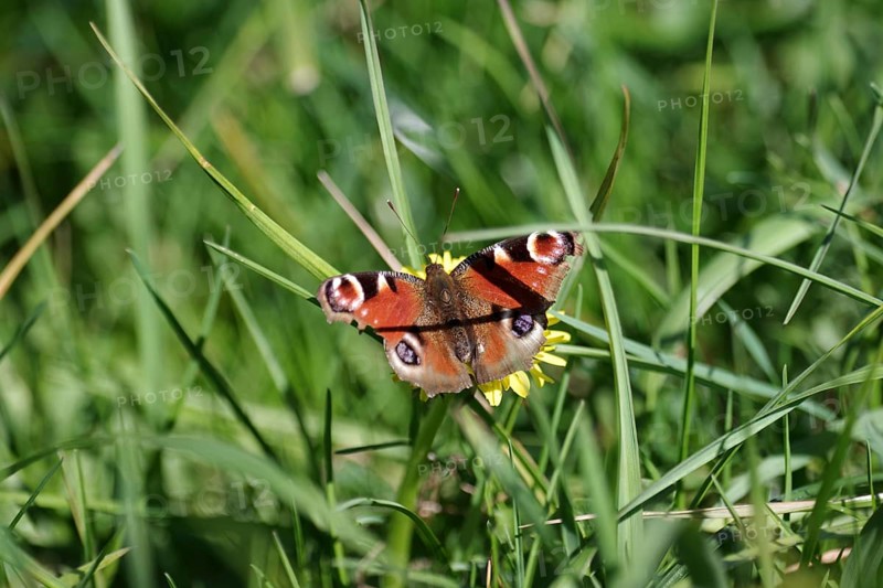 Butterfly, peacock butterfly (Aglais io), colourful, blades of grass, meadow, insect, A peacock butterfly sits hidden in the meadow. The long blades of grass cast shadows on its outstretched wings