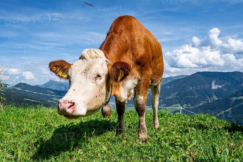 Calf (Bos primigenius taurus), cow with bell on an alpine meadow, Simmental cattle, Hochbrixen, Brixen im Thale, Tyrol, Austria, Europe
