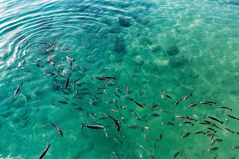 School of fish on the water surface, harbour, Caleta del Sebo, La Graciosa island, Chinijo archipelago, Spain, Europe