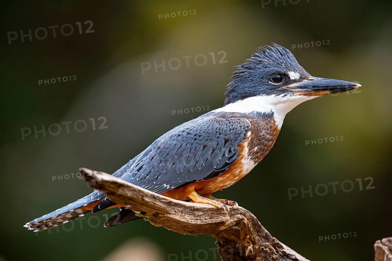 Ringed kingfisher (Ceryle torquata) Pantanal Brazil