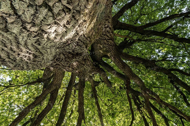 English oak (Quercus robur), hut oak, Emsland, Lower Saxony, Germany, Europe