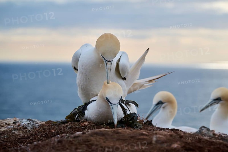 Northern gannet (Morus bassanus) couple having a love game on the cliff, wildlife, Helgoland, Germany, Europe