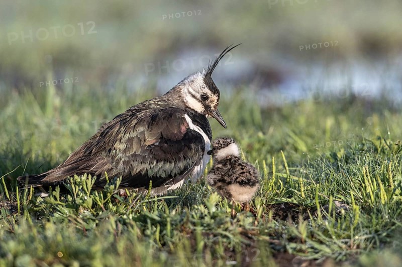 Lapwing (Vanellus vanellus) with young, Lower Saxony, Germany, Europe