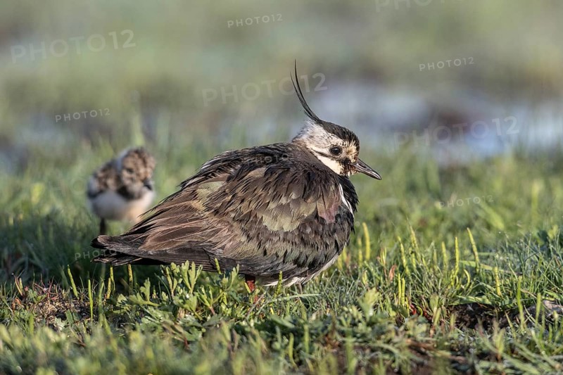 Lapwing (Vanellus vanellus) with young, Lower Saxony, Germany, Europe