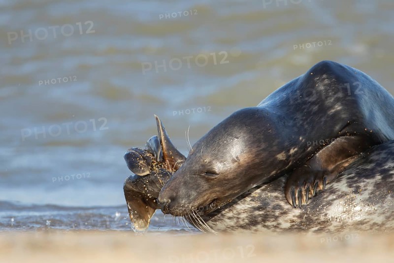 Grey seal (Halichoerus grypus) two adult animals in love courting on a beach, England, United Kingdom, Europe